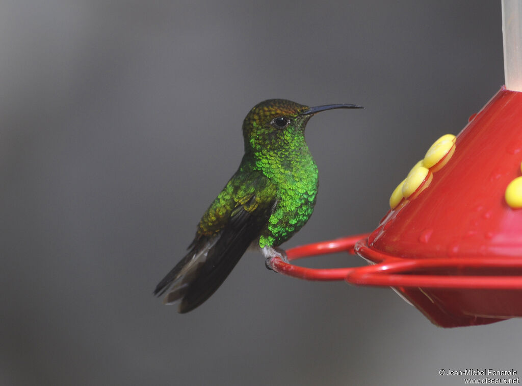 Colibri à tête cuivrée