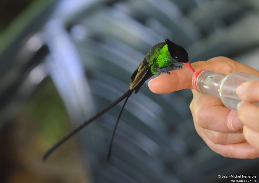 Colibri à tête noire