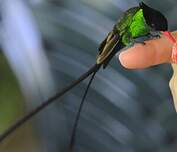 Colibri à tête noire