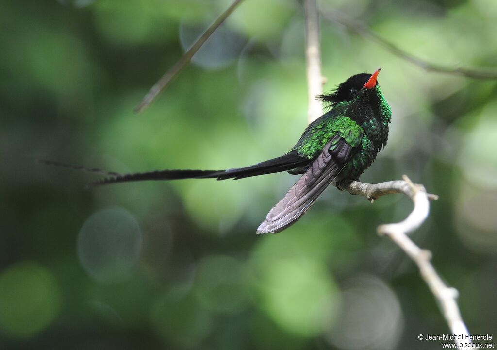 Colibri à tête noire