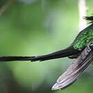 Colibri à tête noire