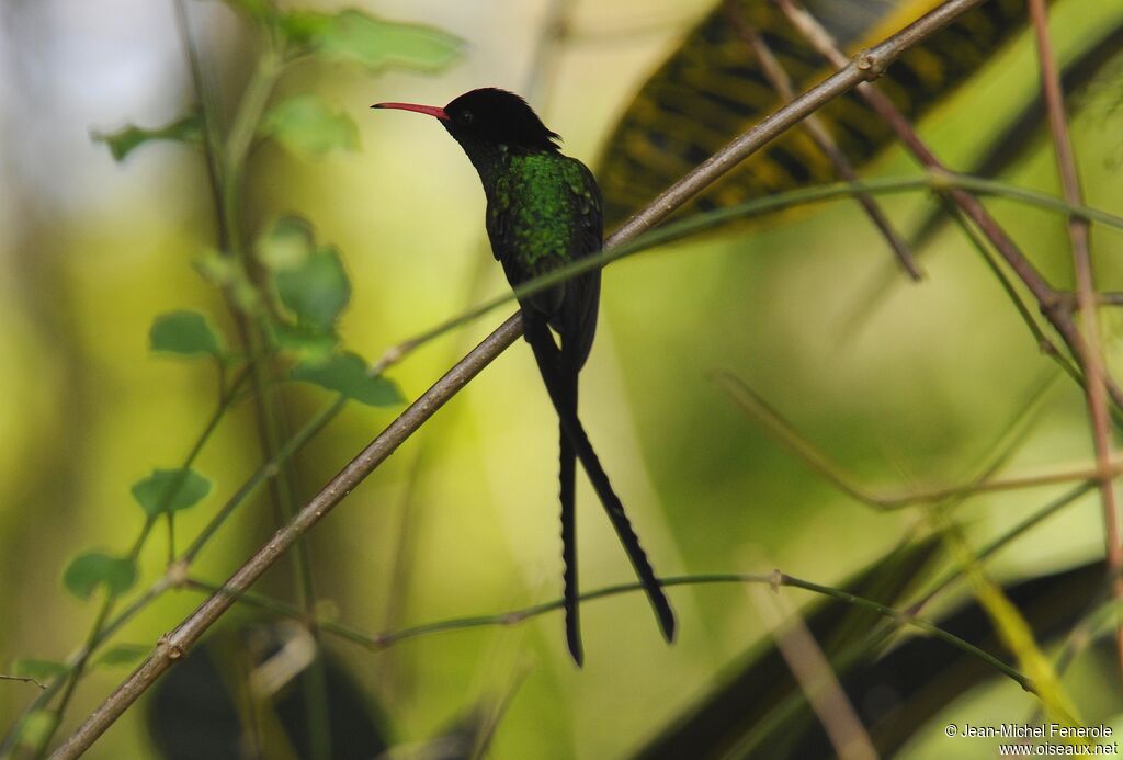 Red-billed Streamertail