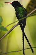 Red-billed Streamertail