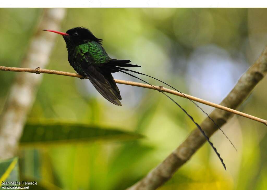 Red-billed Streamertail male adult, identification