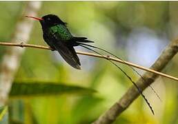 Red-billed Streamertail