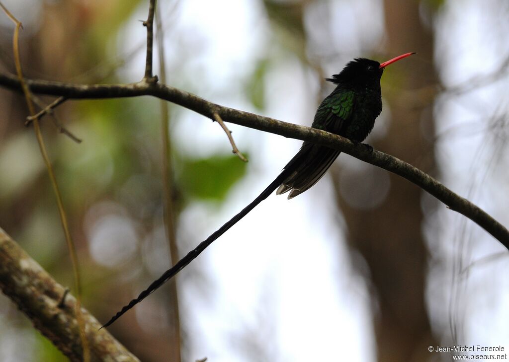 Colibri à tête noire