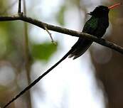 Colibri à tête noire