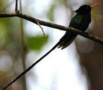 Red-billed Streamertail