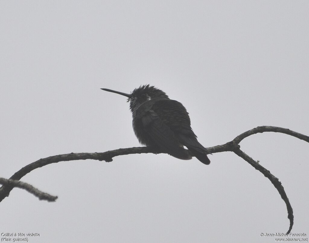 Violet-headed Hummingbird