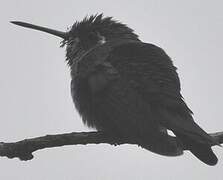 Violet-headed Hummingbird