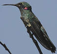 Colibri à ventre blanc