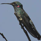 Colibri à ventre blanc