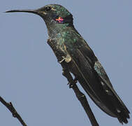 Colibri à ventre blanc