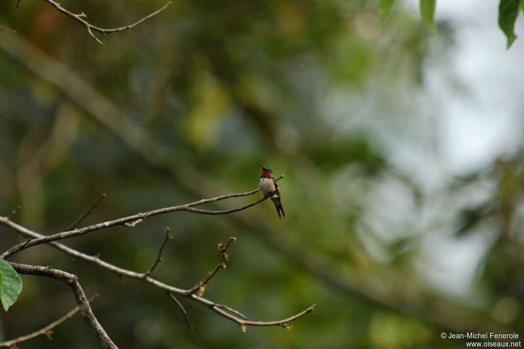 Colibri améthyste mâle adulte