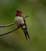 Colibri améthyste