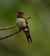 Colibri améthyste