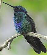 Sparkling Violetear