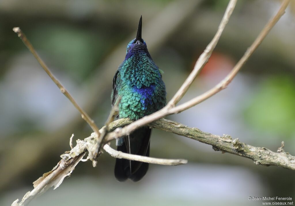 Colibri anaïs