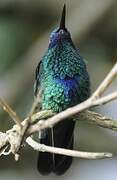 Sparkling Violetear