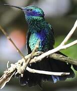 Sparkling Violetear