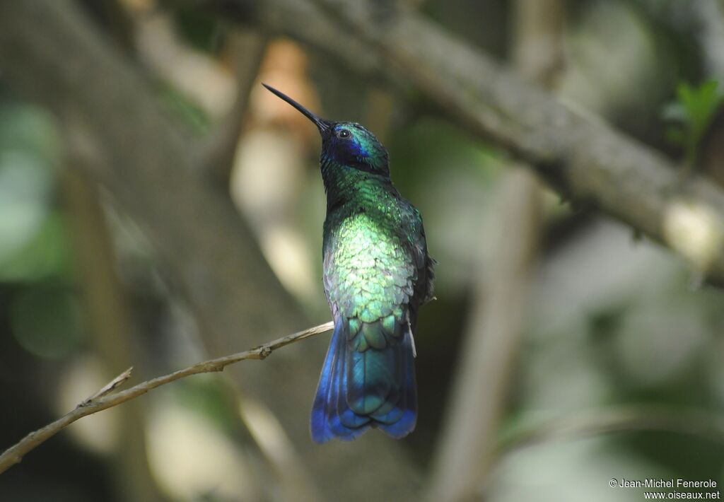 Colibri anaïs