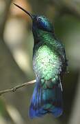 Sparkling Violetear