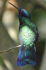 Colibri anaïs