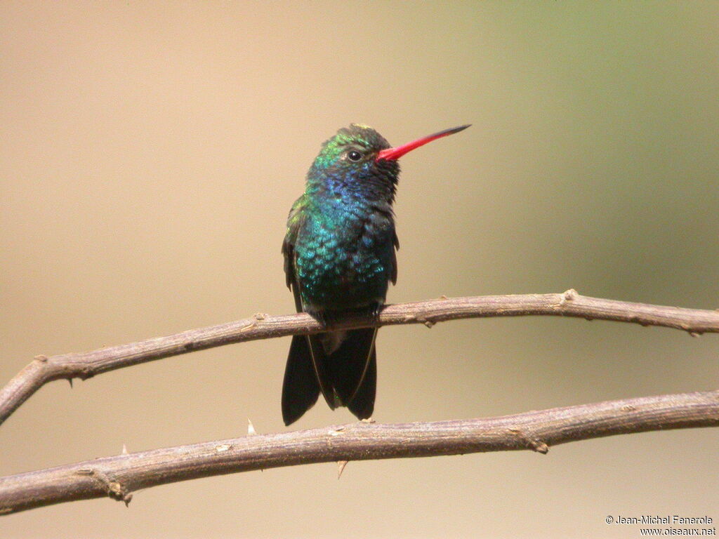 Broad-billed Hummingbird