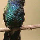 Colibri circé