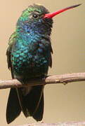 Broad-billed Hummingbird