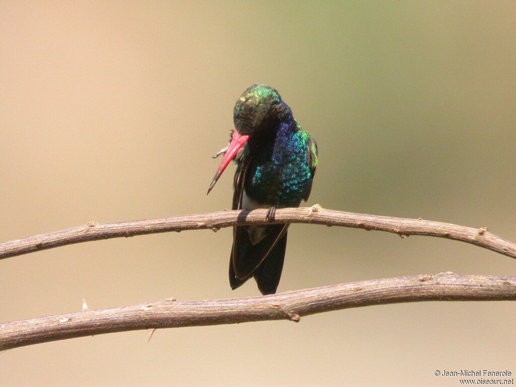 Broad-billed Hummingbird