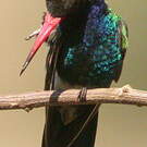 Colibri circé