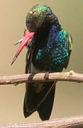 Broad-billed Hummingbird