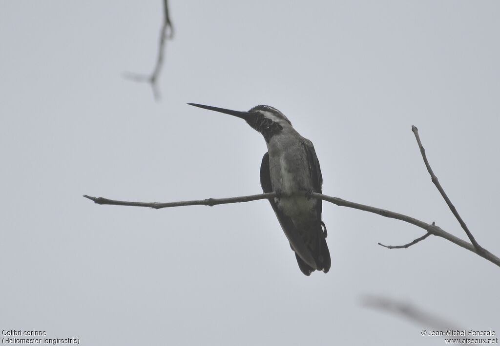 Colibri corinne