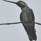 Colibri corinne