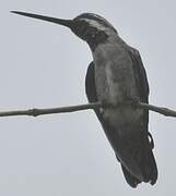 Long-billed Starthroat