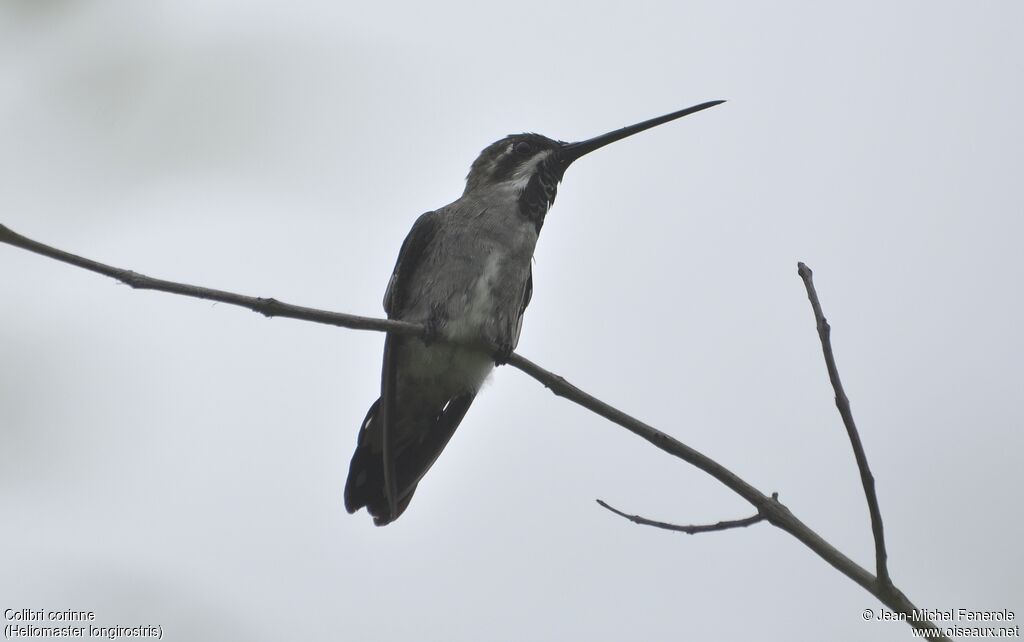 Long-billed Starthroat