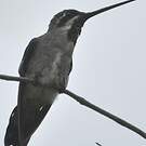 Colibri corinne