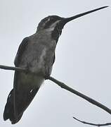 Long-billed Starthroat