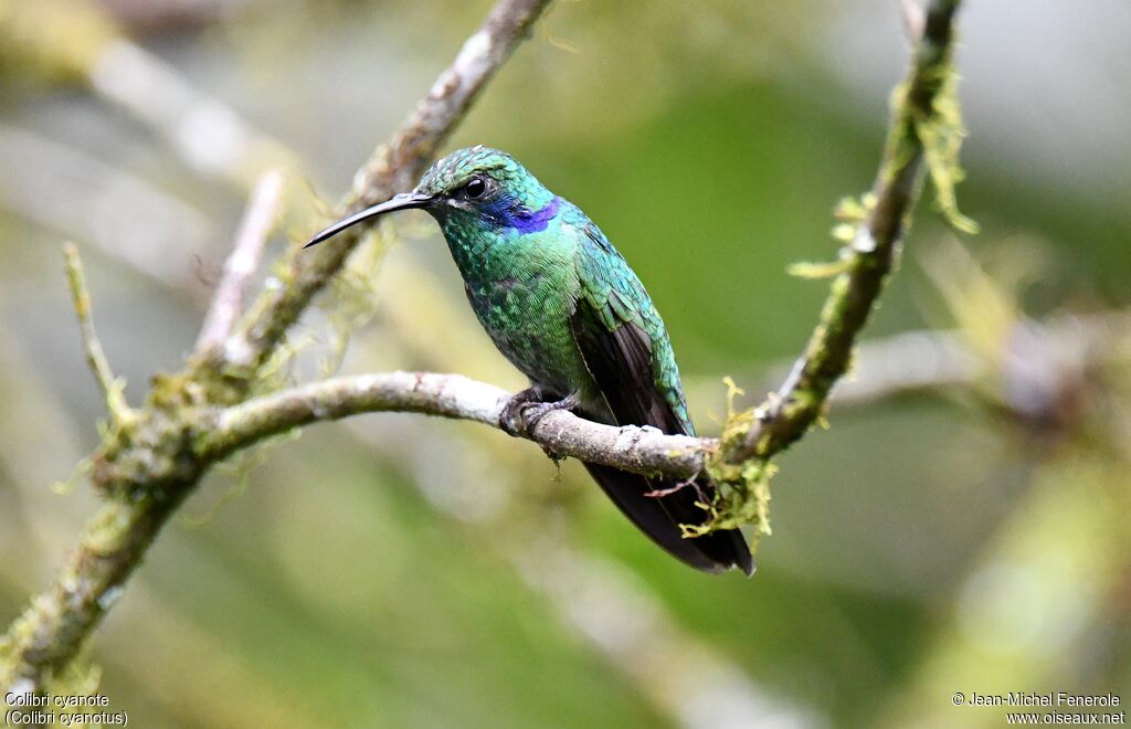 Colibri cyanote