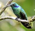 Colibri cyanote