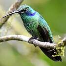 Colibri cyanote