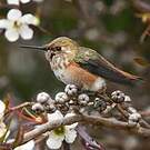 Colibri d'Allen