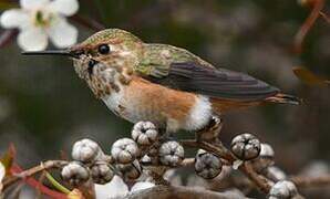 Colibri d'Allen