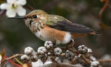 Colibri d'Allen