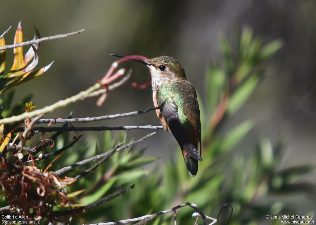 Allen's Hummingbird female