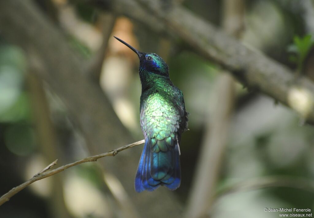 Colibri d'Anaïs