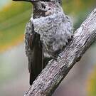 Colibri d'Anna