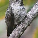 Colibri d'Anna