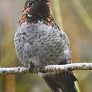 Colibri d'Anna